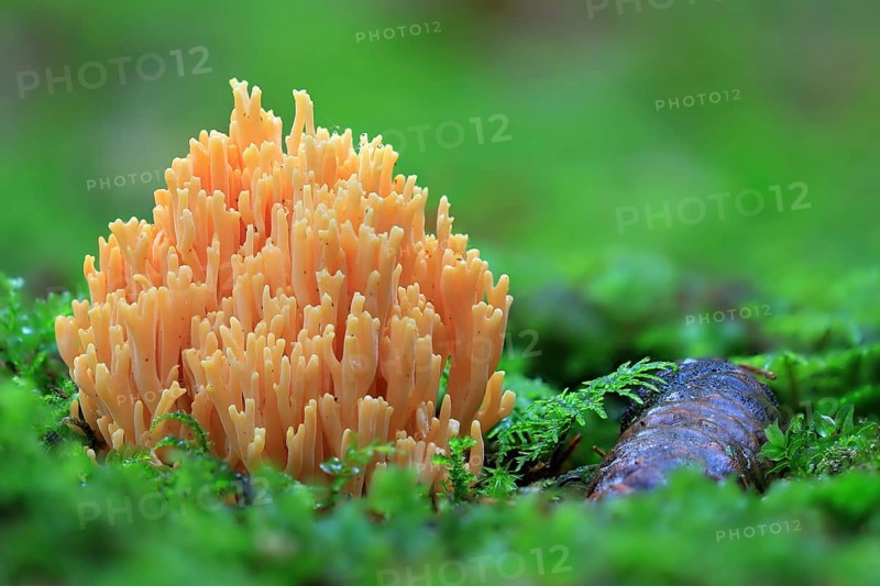 Orange mountain coral