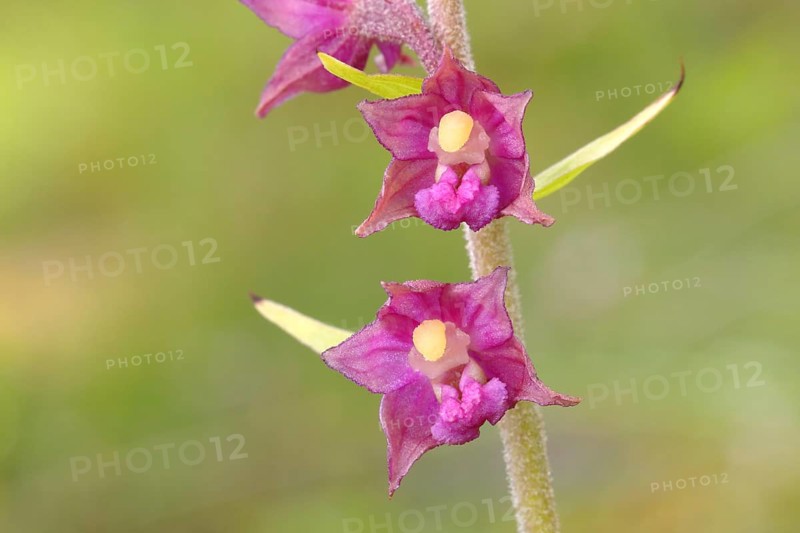 Dark red helleborine