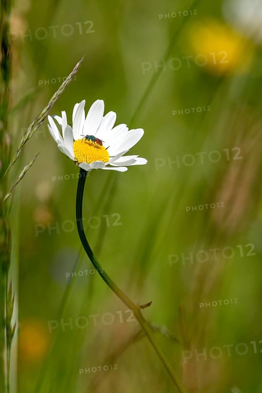 Flowering marguerite