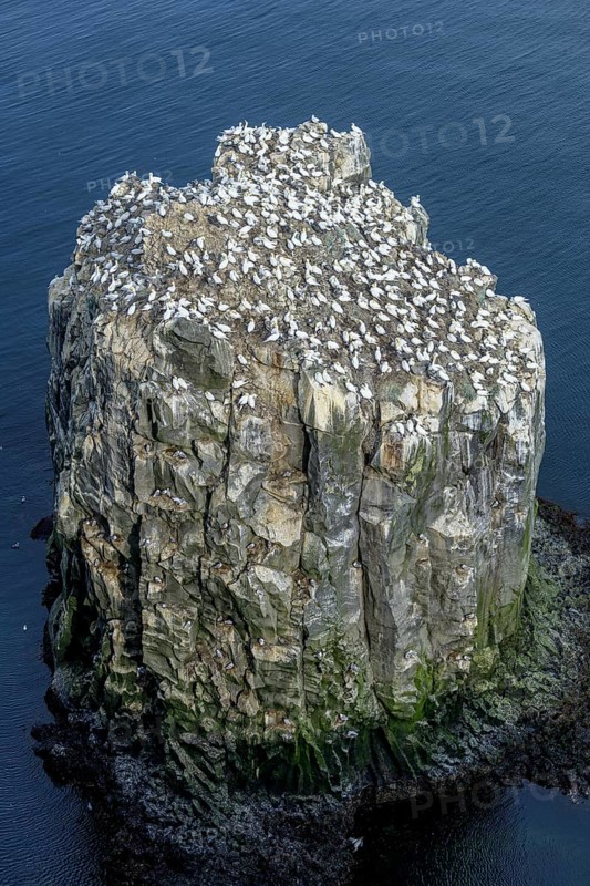 Gannet colony on the rock needle Stori Karl
