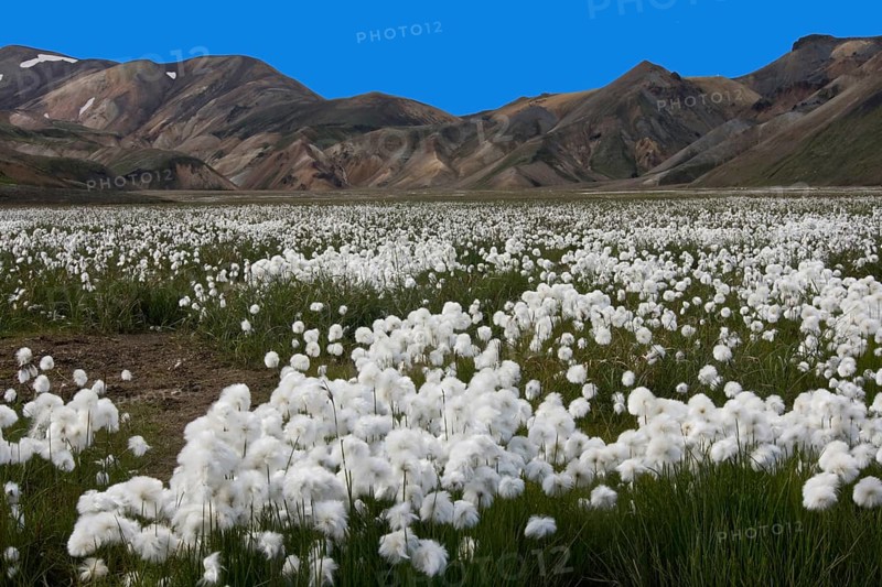 Cottongrass