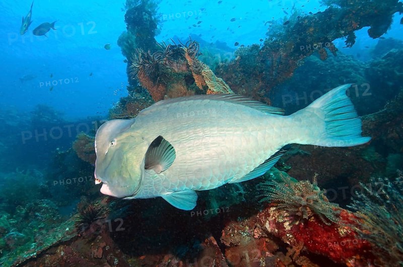 Indian humphead parrotfish
