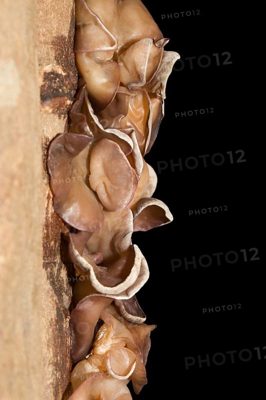 Auricularia auricula-judae