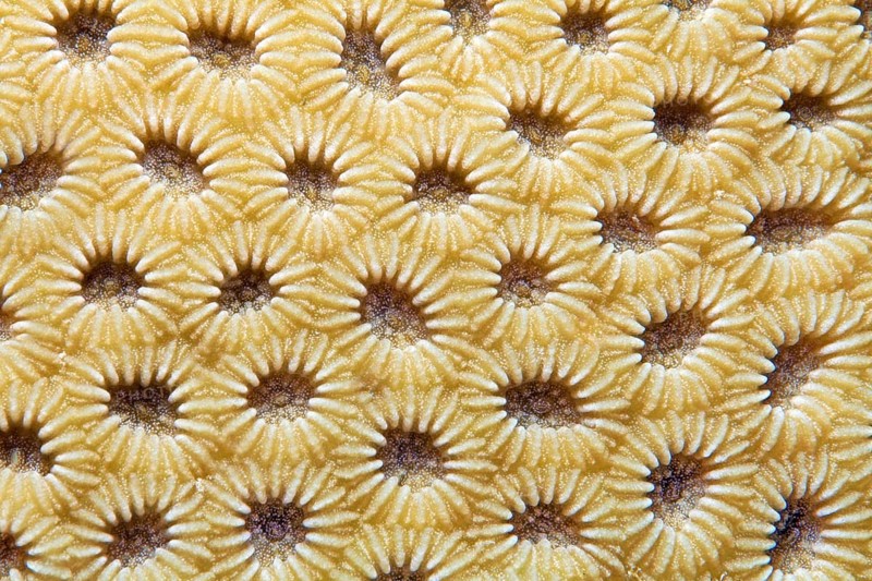 Lesser Valley Coral