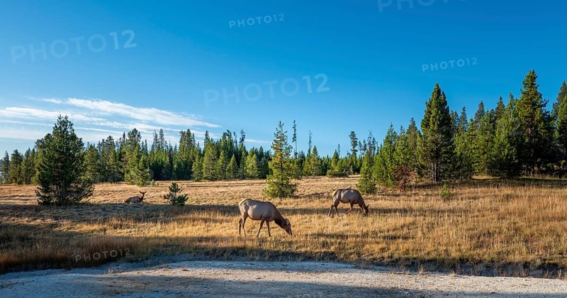Three female White-tailed deer