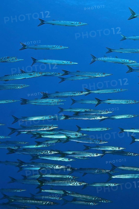 School of European barracuda