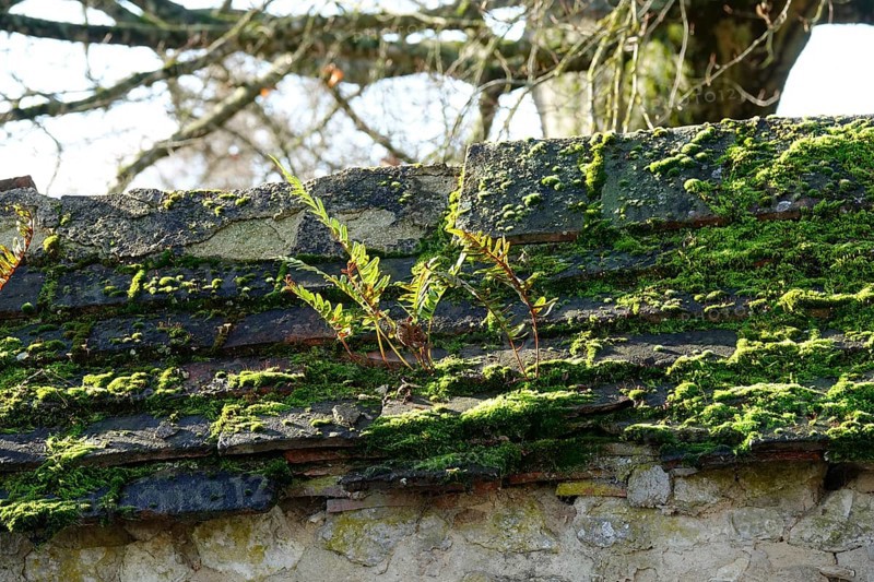 Moss and fern on a slate-covered wall