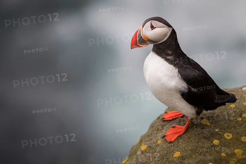 Puffin