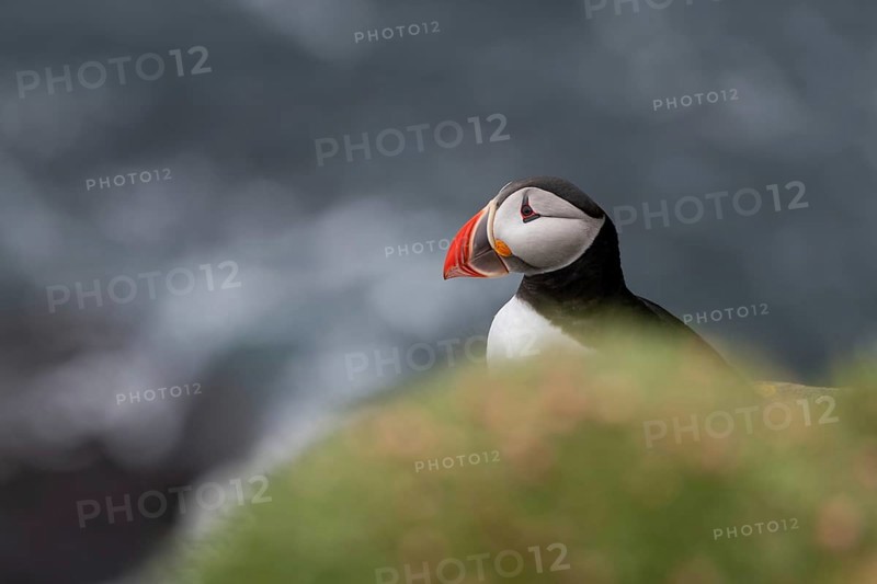 Puffin