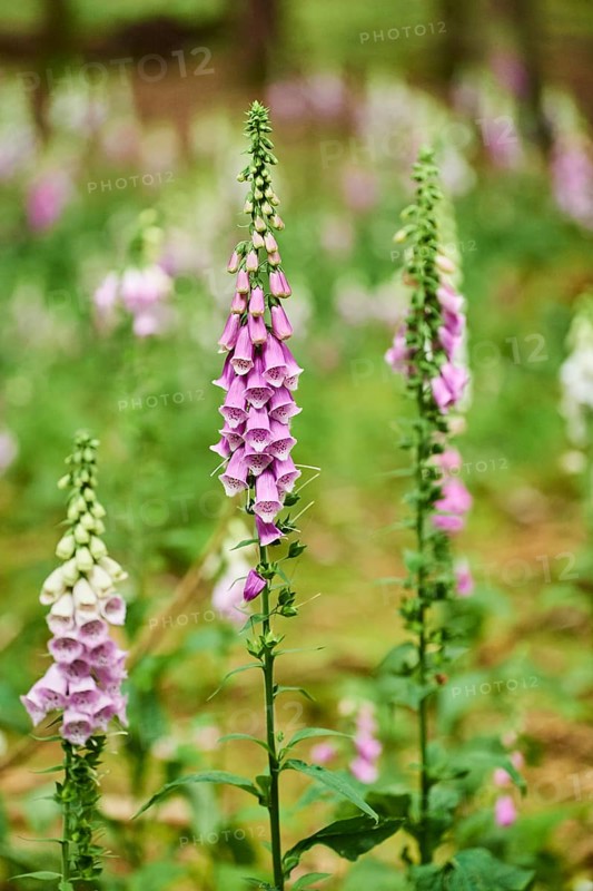 Common foxglove
