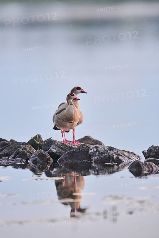Egyptian goose