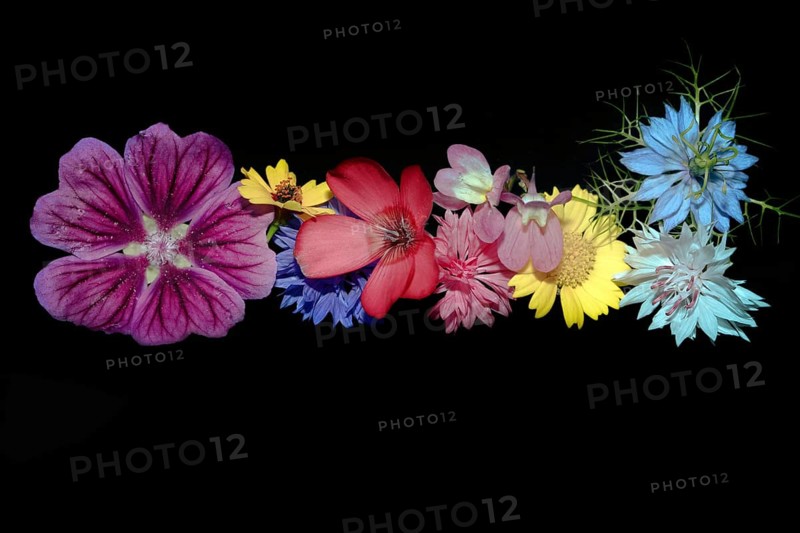 Various colourful flowers of meadow flowers lie in a row