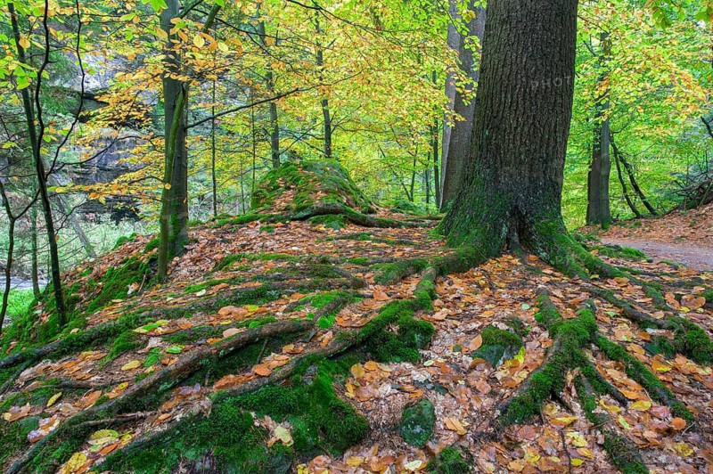 Beech with powerful root system