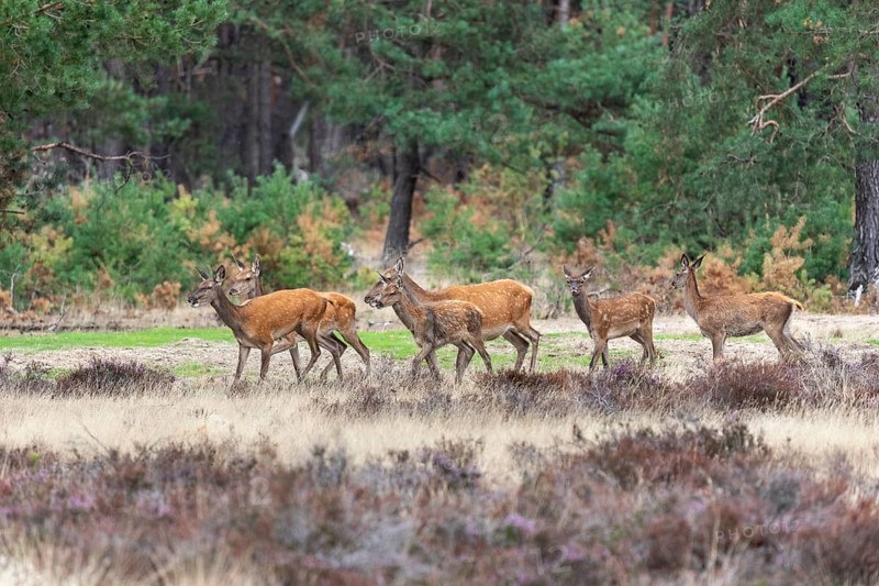 Red deer
