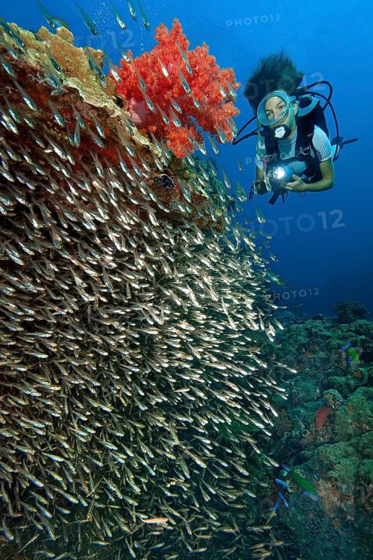 Shoal of Red Sea Dwarf Sweeper