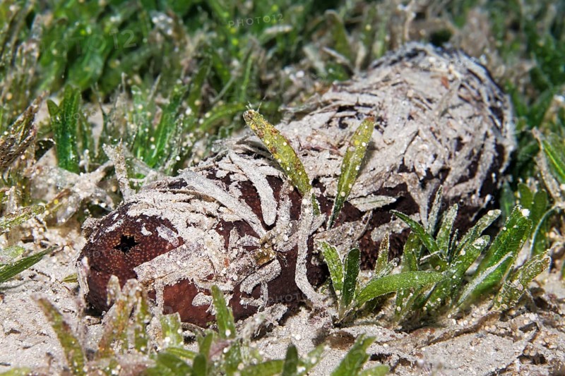 Sea cucumber also sea cucumber or holothuria