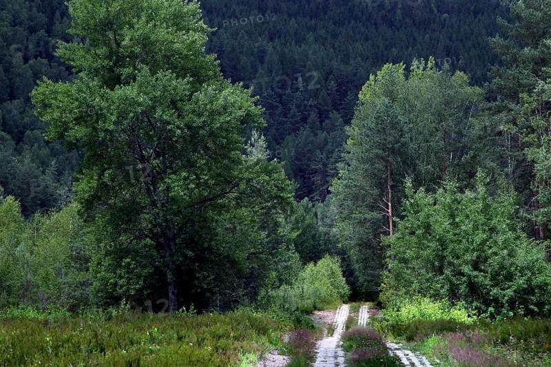 Kolonnenweg