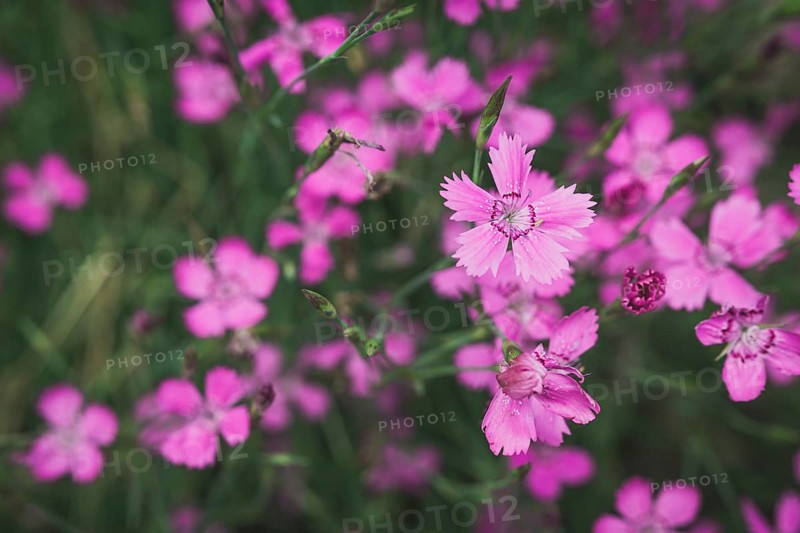 Moss pink