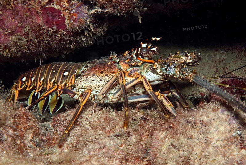 Caribbean spiny crayfish