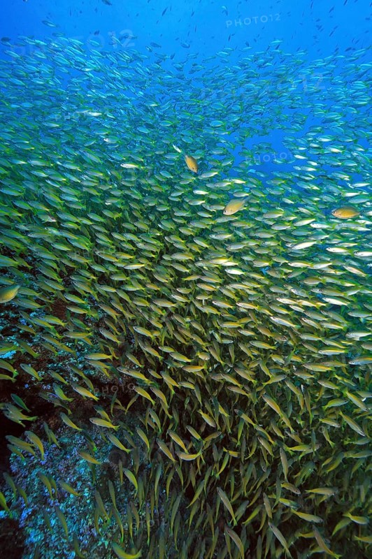 Shoal of Bigeye snapper