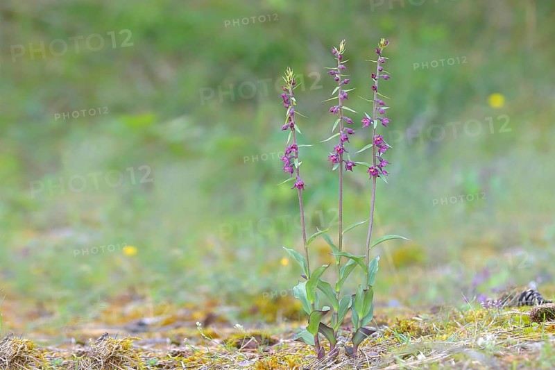 Dark red helleborine