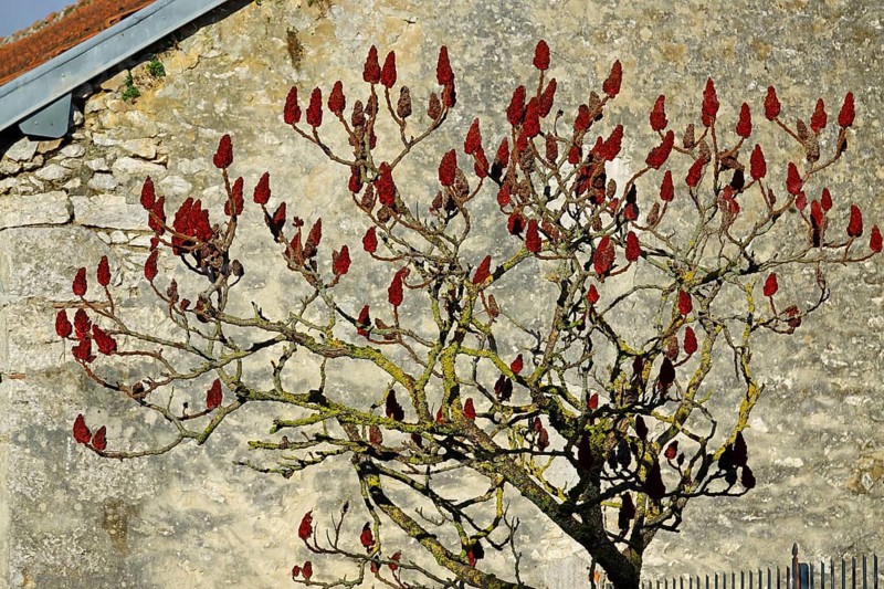 Bush with red umbels in front of the stone facade of a house in the Rue de Jouy