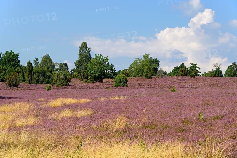 Heathland