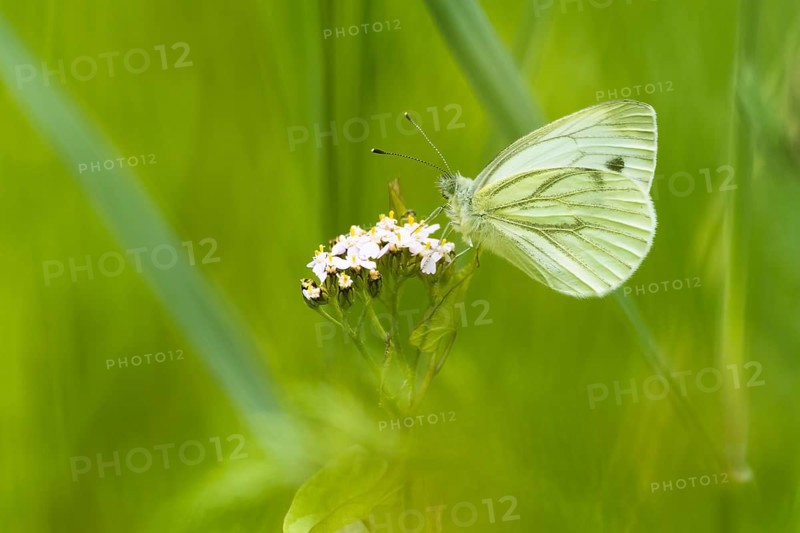Green-veined white