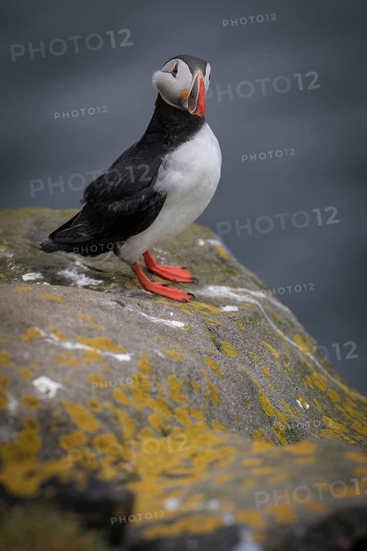 Puffin