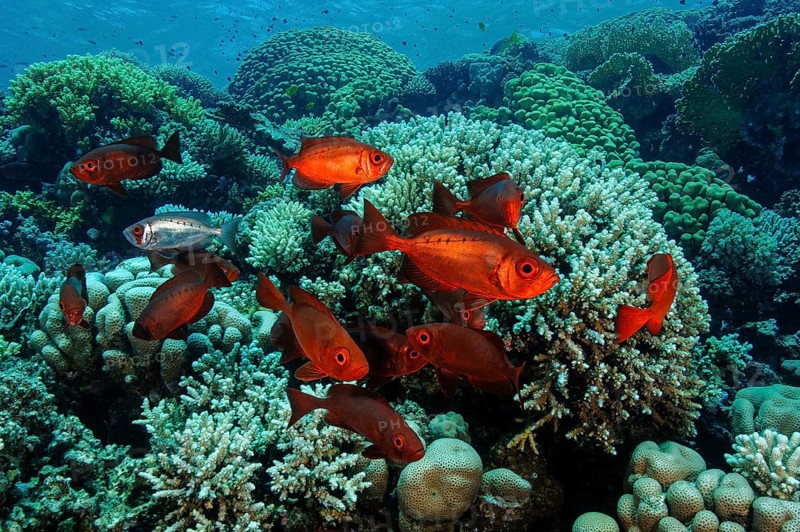 Shoal of Common Bigeye