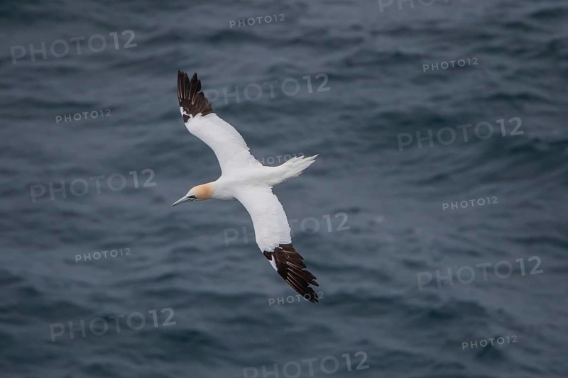Flying Northern gannet