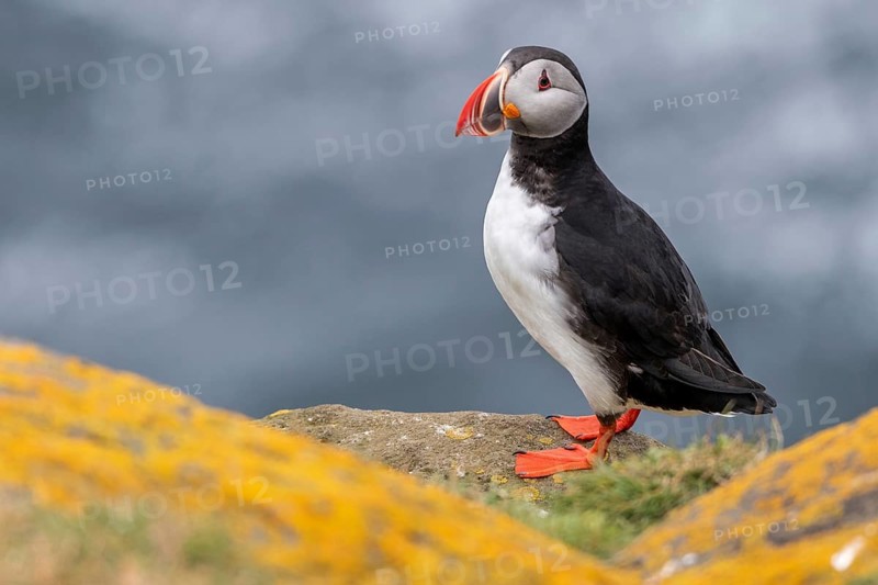 Puffin