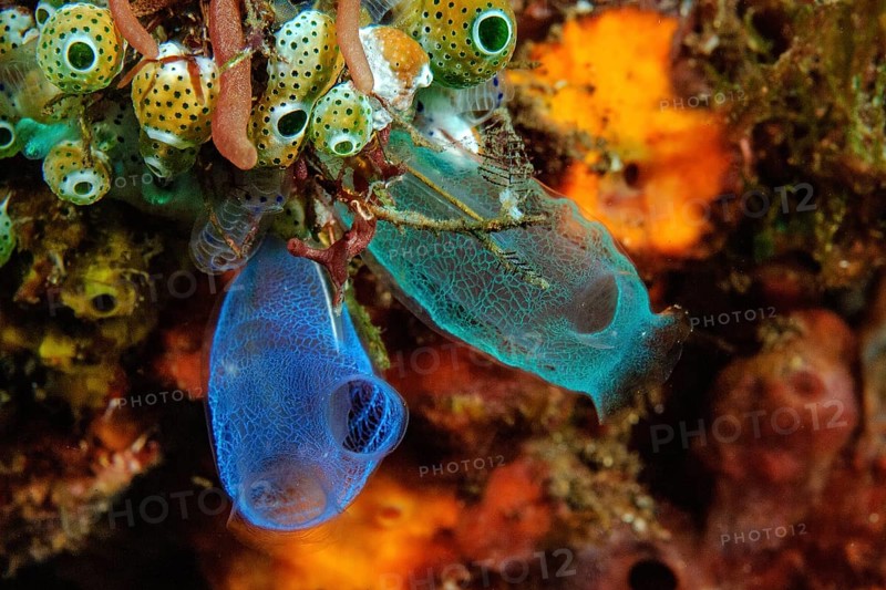 Sea squirts