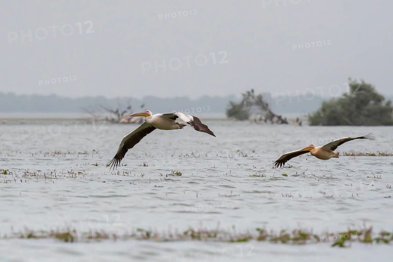 Dalmatian pelican