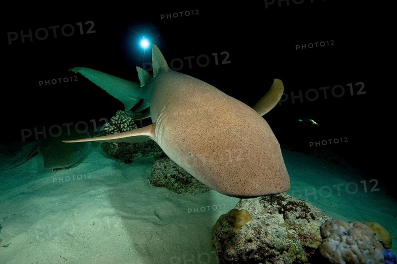 Nocturnal Tawny nurse shark
