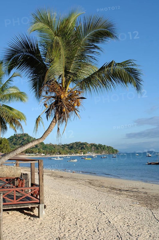 Coconut palm