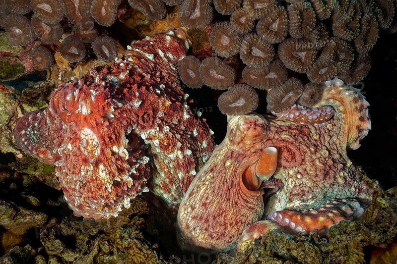 Common octopus Octopus vulgaris)