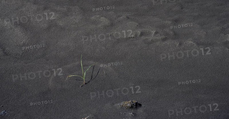 Grass with arch structure in black lava sand
