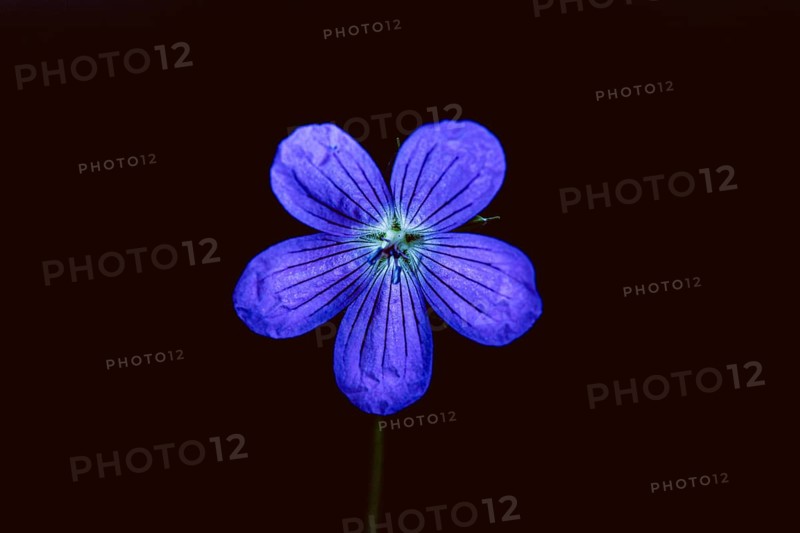 Wild geranium
