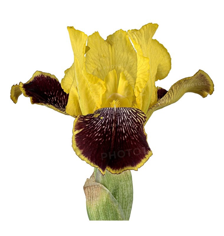 German iris