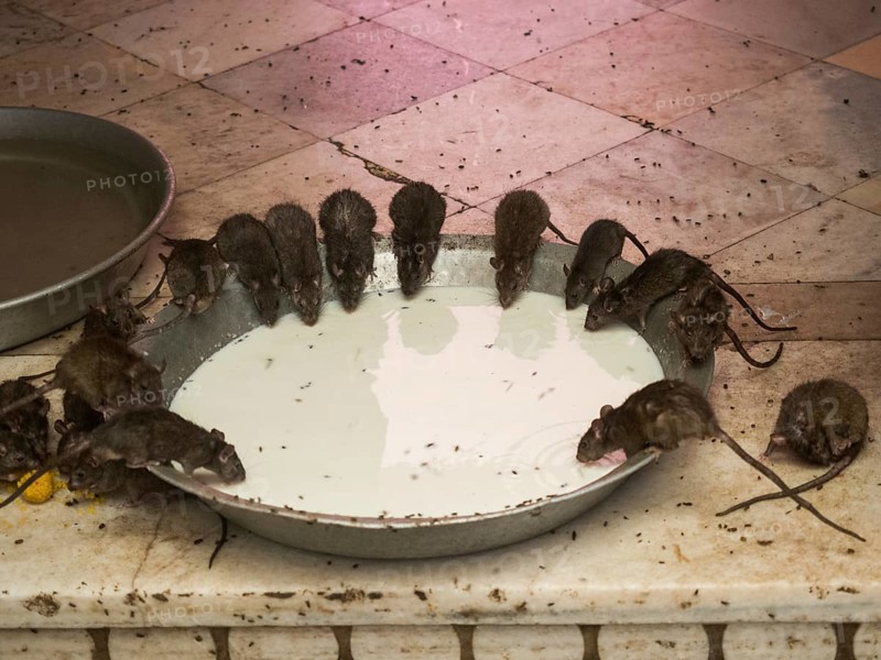 Sacred Rats