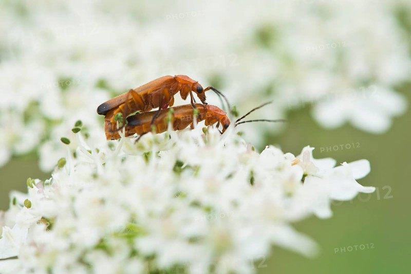Common red soldier beetle