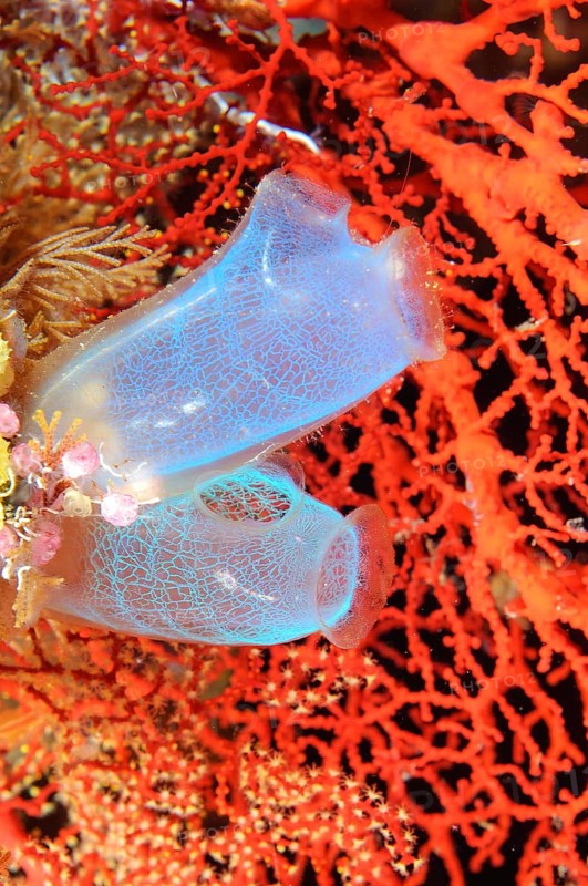 Sea squirts