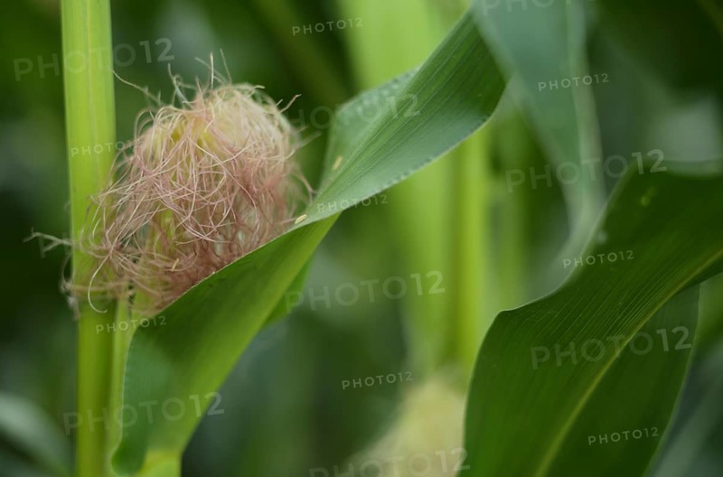 Fresh maize silk