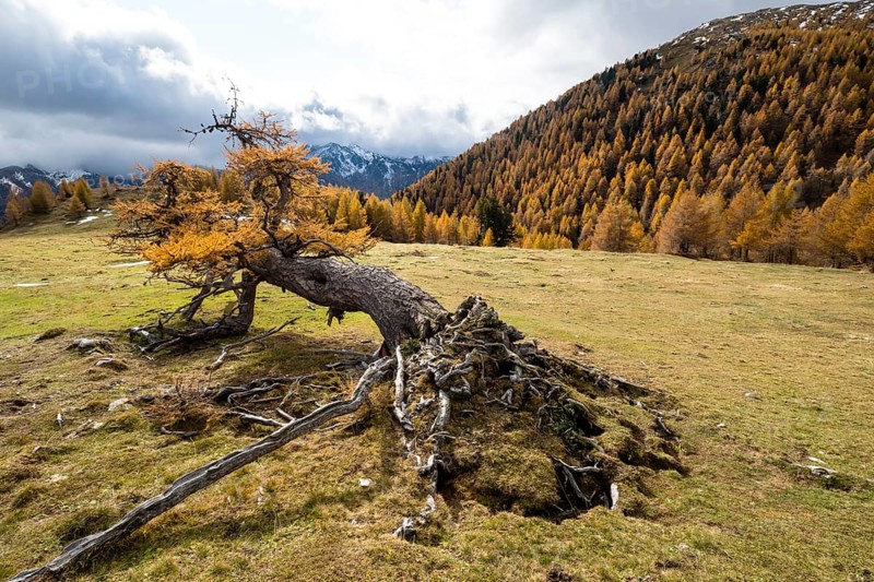 Fallen autumn-coloured larch