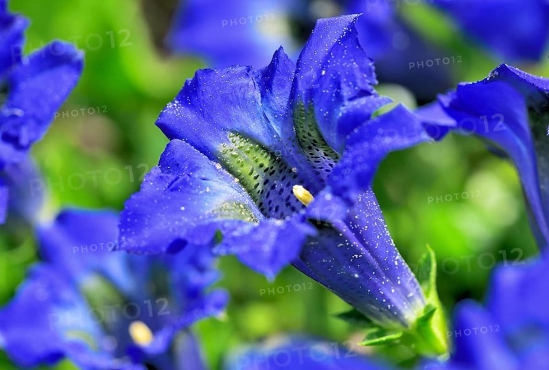Flowering Stemless gentian