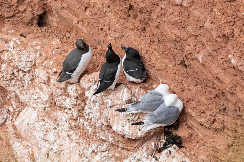 Razorbill