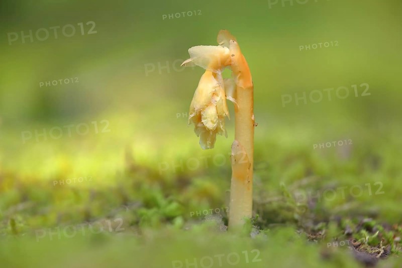 Common Dutchman's pipe