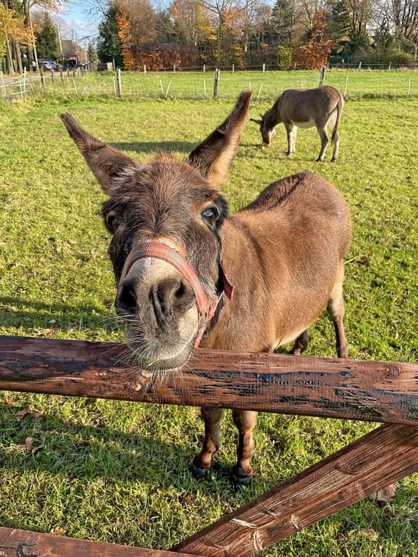Donkey