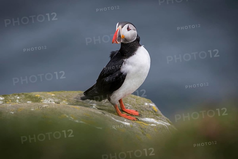 Puffin